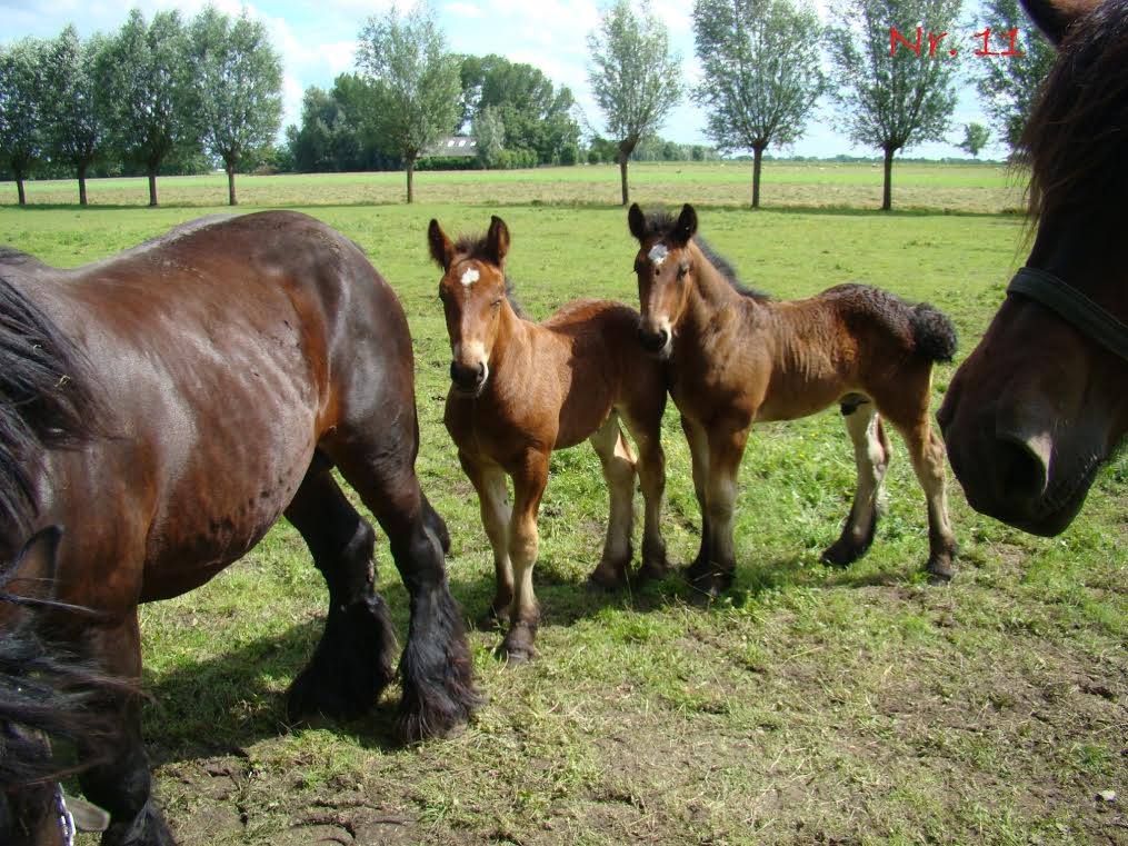 belgian draft horses for sale